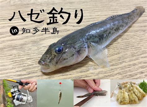 シーズンは夏～秋！ハゼ釣りin知多半島～初心者が釣って捌いて天ぷらにしてみた！～【知多半島レポ14】 記事 ちたまるnavi 知多半島