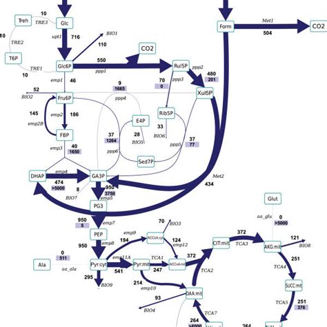 Metabolic Flux Distribution Based On C Flux Analysis Using The