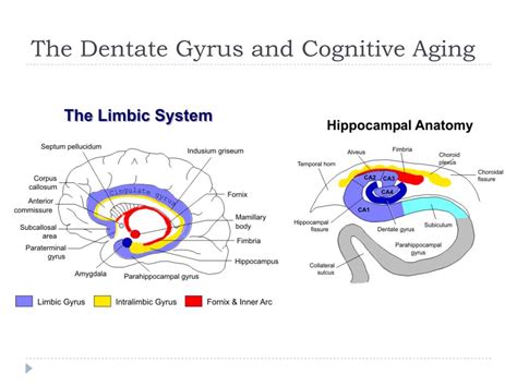 Ppt Mechanisms Of Age Related Cognitive Change And Targets For