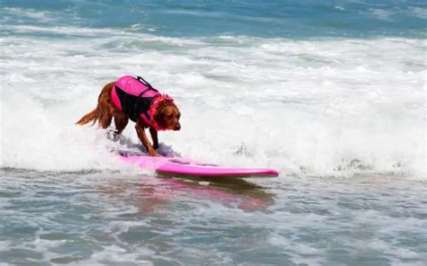 Dog Surfing 101 (A Beginners Guide To Surfing & Pooches) - Honest Surf