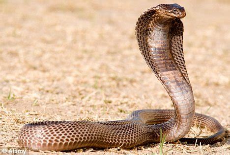 Egyptian cobra - Alchetron, The Free Social Encyclopedia