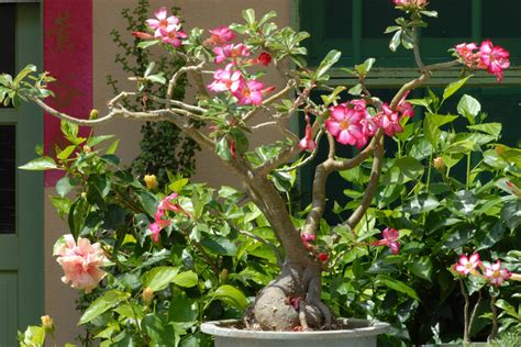 Rose Du D Sert Adenium Obesum Culture Et Entretien