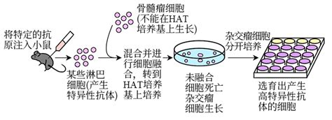 已知细胞合成dna有d和s两条途径，其中d途径能被氨基嘌呤阻断。人淋巴细胞中有这两种dna的合成途径，但其一般不分裂增殖。鼠骨髓瘤细胞中尽管没