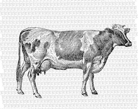 Printable Cow Illustration Cow Vintage Graphic Cows Antique ...