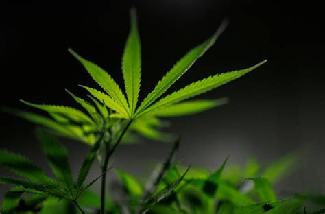 Novo Status de Cannabis nos EUA Eleva Ações Vale a Pena Investir Agora