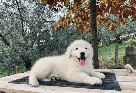 Discovering Italian dogs: Pastore Maremmano Abruzzese - Life in Italy