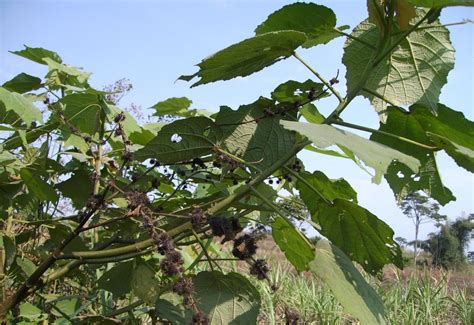 Triumfetta Cordifolia Images Useful Tropical Plants