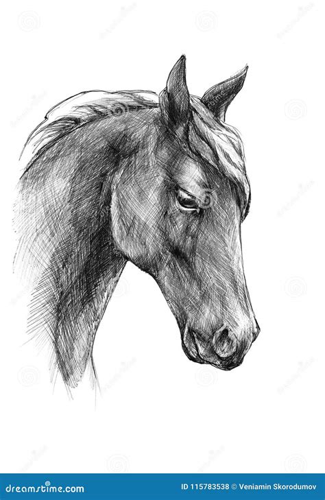 Sketch a Horse Head, Black and White Drawing Stock Illustration ...