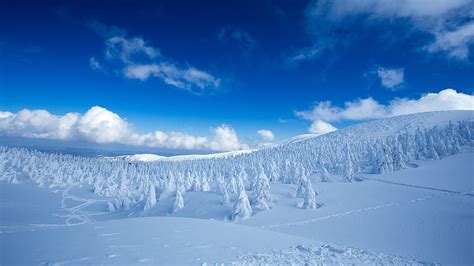 Paisaje De Pinos Cubiertos De Nieve En El Campo De Nieve Bosque Bajo La