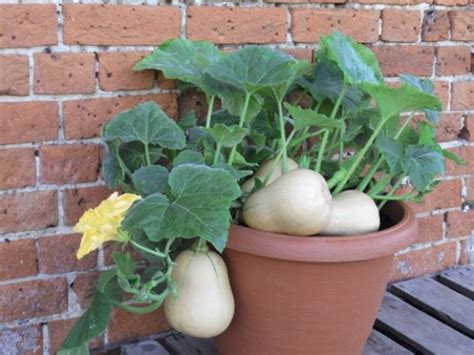 Cultivar En Macetas Buscar Con Google Cultivo De Calabaza Como