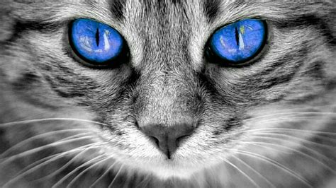 HD wallpaper: cat, blue eyes, whiskers, face, black and white ...