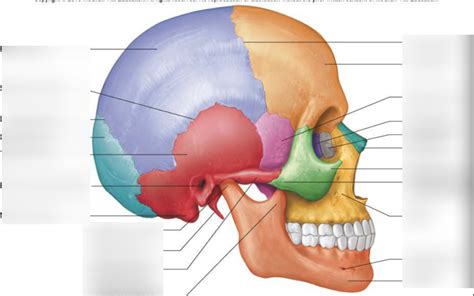 Side view skull Diagram | Quizlet