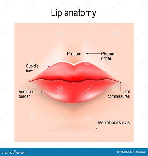 Anatom A De Labios Ilustraci N Del Vector Ilustraci N De Sonrisa