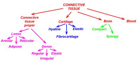 Functions of connective tissue