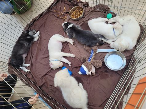 Lycoming spca is hosting a massive adoption event this week 21