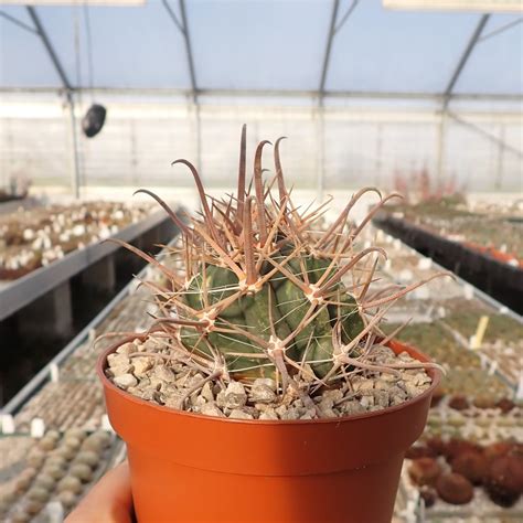 Ferocactus santa maria Uhlig Kakteen Über 5000 verschiedene Arten