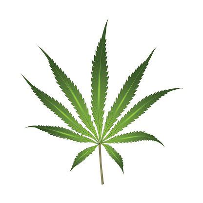 Cannabis Leaf Stock Clipart | Royalty-Free | FreeImages