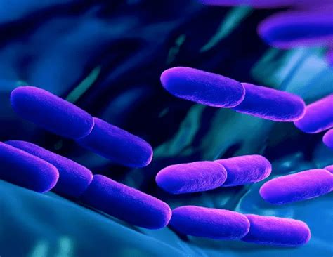 Лактобактерии Lactobacillus rhamnosus что это