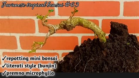 Literati Bonsai Style Bunjin 63 Javanesetropicalbonsai YouTube