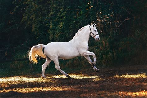colt animal 2