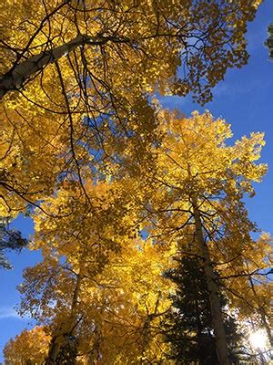 Fall Aspen Colors | What to Do at Bruce Spruce Ranch | Pagosa Springs