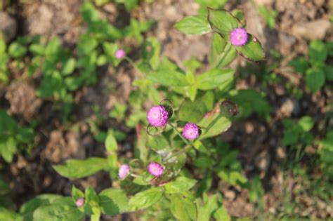 Buy Pink Gomphrena Globosa Live Plant - BloomyBliss