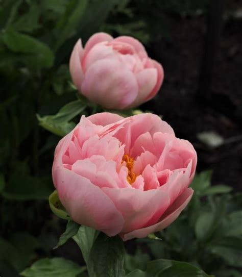 'Mary Gretchen' - Svenska Pionsällskapet