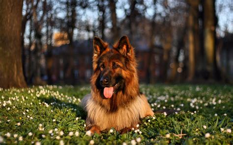 Puppy German Shepherds Wallpapers Wallpaper Cave