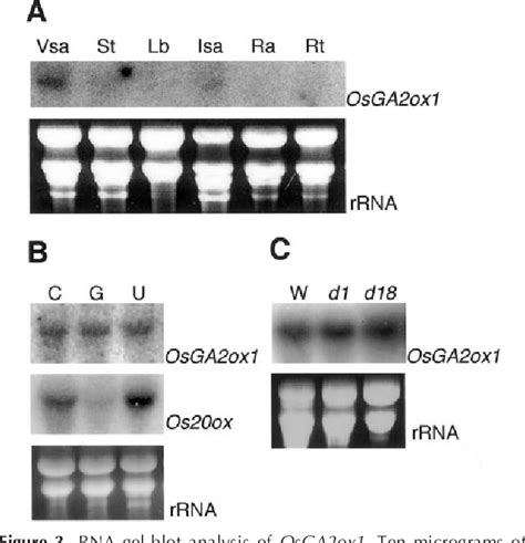 Figure From Expression Of A Gibberellin Oxidase Gene Around The