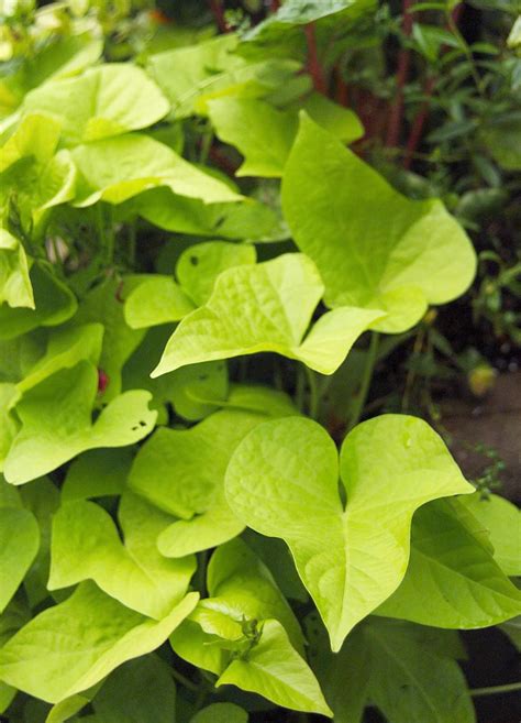 Marguerite Sweet Potato Vine 08d31009 08d31009 Sweet Potato Vine Potato Vines Outside Planters