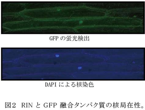 果実の成熟を制御する転写因子 農研機構