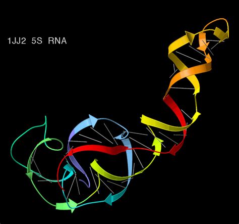 Fact Sheet Ribosomal Rna Rrna The Details Microbenet The