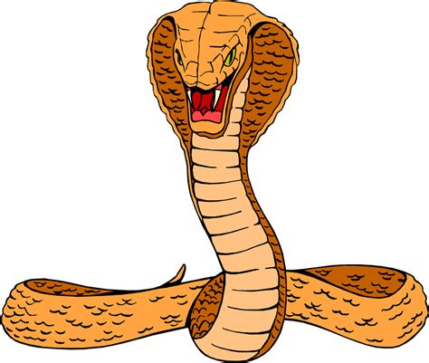 Cobra Snake Drawing Images free for commercial use high quality images