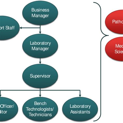 1 An Example Of A Medical Laboratory Organizational Structure Download Scientific Diagram