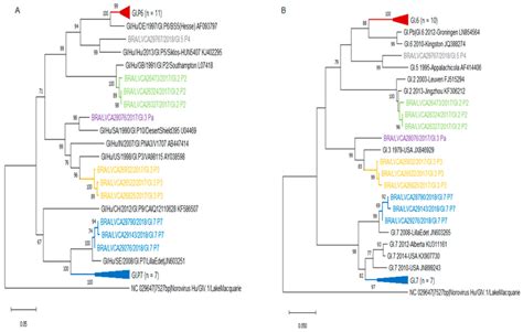 Phylogenetic Analyses Based On ORF1 A And ORF2 B Nucleotide Nt