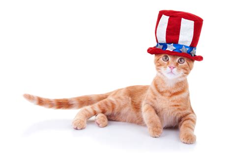 Cats Saluting National Pledge Of Allegiance Day Pictures Cattime