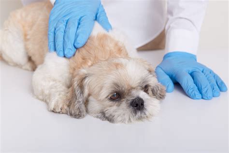 redmond kirkland animal hospital a thrive pet healthcare partner 11