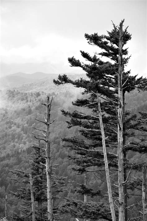 Great Smoky Mountains National Park – The Singing Sparrow