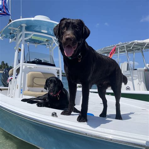 Photo Contest Entry | Labrador approved :) | Entry #PC2090 | Sportsman Boats