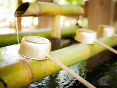 Mystery Revealed: Is The Bamboo A Tree Or A Plant? - TopBambooProducts.com