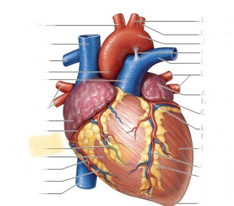 Heart Anatomy Lab Flashcards Quizlet