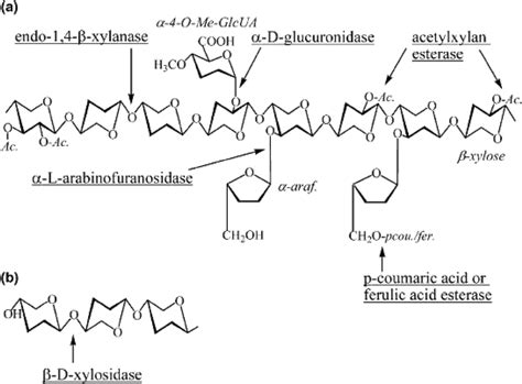 Structure of xylan and the sites of its attack by hemicellulase | Download Scientific Diagram