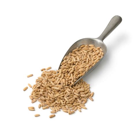 Cat Grass Seeds Choose Oat Wheat Cereal Rye Barley Etsy