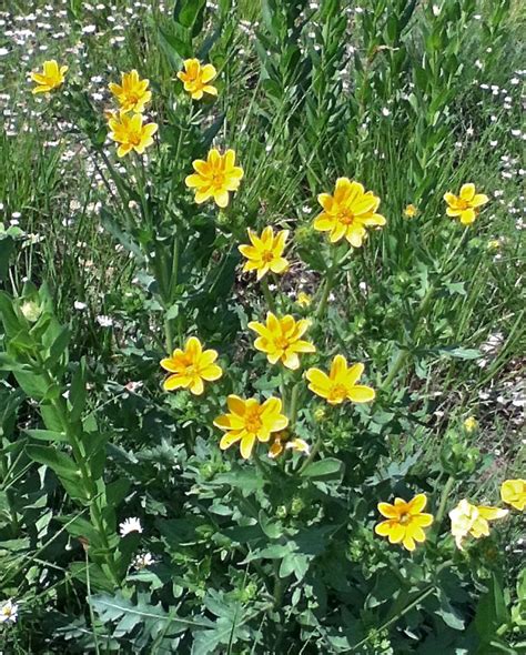 Engelmann Daisy Wildflowers Of Eisenhower State Park Inaturalist