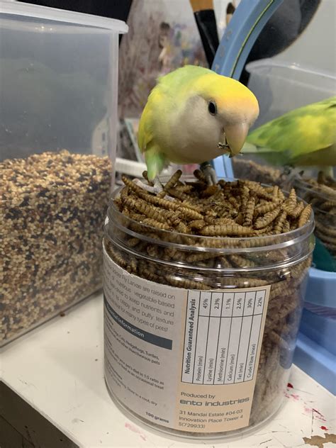 what are your controversial bird opinions? : r/parrots