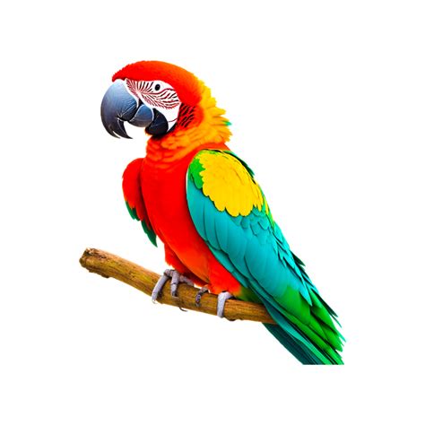 Blue-and-yellow Macaw Parrot Red-and-green Macaw Stock Photography ...