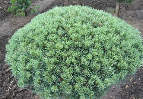 Pinus Sylvestris Glauca Nana The Site Gardener