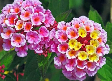 Lantana Seeds Mixed Colors Exotic Flower Seeds To Plant Etsy