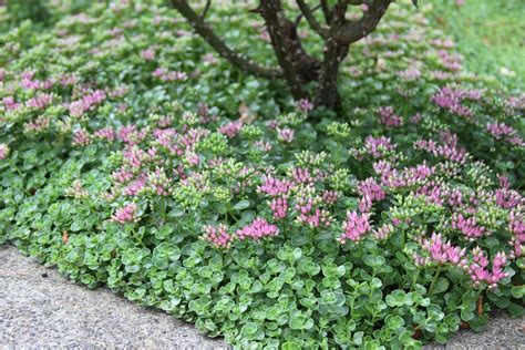 Ground Cover Perennials Calgary Ground Cover And Shrubs