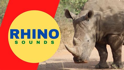 Rhino Sounds Listen To The Sound Of Rhino With Real Videos Youtube